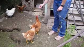 Chicken hops for raspberry treats