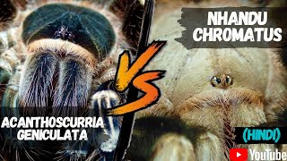 ACANTHOSCURRIA GENICULATA VS NHANDU CHROMATUS (HINDI)