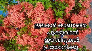 𝙄𝙓𝙊𝙍𝘼 plant care / തെച്ചി ചെടികളിൽ നിറച്ചു പൂക്കൾ വിരിയാൻ ഒള്ള ideas