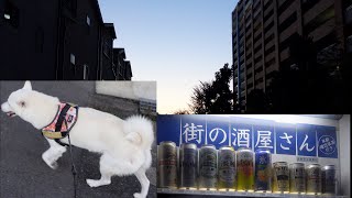 白柴アンズと秋の夕暮れを散歩