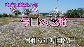 2023-04-27 東庄町ふれあいセンター 今日の芝桜 4K