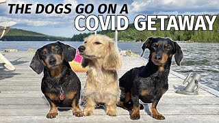 Ep#5: The Dogs Go to the Cottage for a COVID GETAWAY!