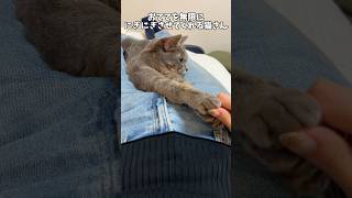 肉球を無限に触らせてくれる猫#shorts #cat #猫 #猫のいる暮らし