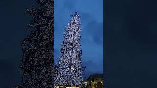 Christmas Tree 🎄 at Vatican city | 22 December 2024 | #christmas #vatican