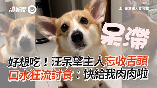 柯基舌頭外露狂流口水　眼神呆滯直盯主人討食🤣｜寵物動物｜貪吃狗｜柯基犬