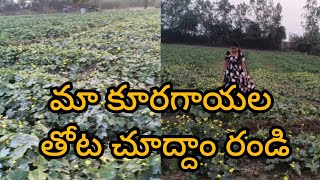 మా కూరగాయల తోట చూద్దాం రండి | village vegetables farm