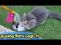 Kucing Baru Lagi? Bunda Adopsi Anak Kucing Lucu ♥ Aqilla's Diary