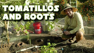 Tomatillo Tips and Invading Tree Roots