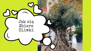 Jak się zbiera oliwki 🇪🇸Como se recoge la aceituna #oliwazoliwek #hiszpaniaodkuchni