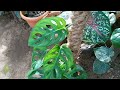 monstera plant care tamil swiss cheese plant is best indoor plant.