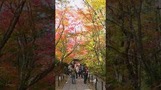 西山　光明寺　京都　長岡京市　紅葉　#光明寺#紅葉スポット#京都観光 #飛べ天空仙人#shorts