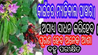 କାଇଁଚ ର ମ୍ୟାଜିକାଲ ପାୱାର।କରିହେବ ଅସାଧ୍ୟ ସାଧନ।ପୁରଣ ହେବ ଅନେକ ଆଶା।