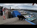 感動猫動画 のライブ配信