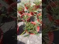 My first video Gardner lover # This is gazaniya plant 🌿 Grow from seed #seeds 👍🌱🌿 👉🥰