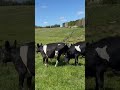 #cowvideos