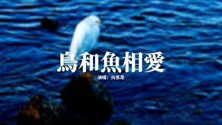 向思思 - 鳥和魚相愛『有些愛叫做意外 就像鳥和魚相愛，一米的距離卻不能在一塊。』【動態歌詞MV】