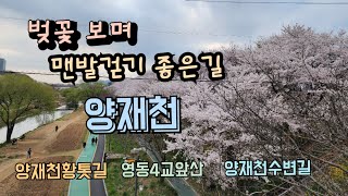 벚꽃 보며 맨발걷기 좋은길 양제천벚꽃길, 영동5교~영동2교