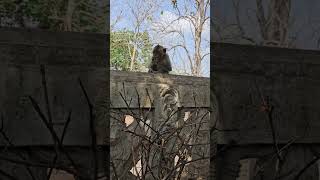 Amazing monkey #302 #monkey #funny #shorts #viral #reels #viral