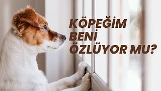 Köpeğim Beni Özlüyor Mu?