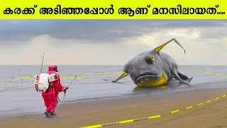 കടൽത്തീരങ്ങളിൽ കണ്ടെത്തിയ വിചിത്രമായ വസ്തുക്കൾ | Strangest Things Found In Beach