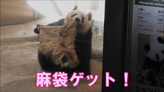 8/3シャンシャン麻袋のオヤツをもらいました！giantpanda @tokyo 上野動物園