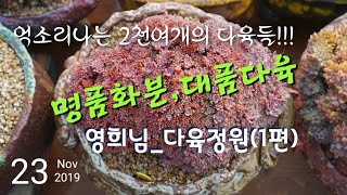 2천여개의 명품화분, 대품다육마니아_영희님(1)_대천다육정원 Succulent Mania