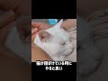 猫の目薬やり方 funny cat cute cat 可愛くてごめん 保護猫