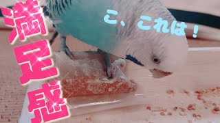 これにやりがいを感じるインコ🐥【マイブーム】#rewarding#budge