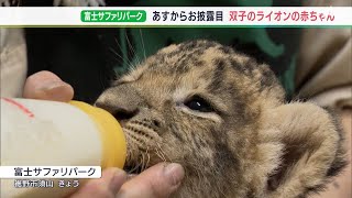 「ギャオー」と鳴く姿もかわいい　双子の仲良しライオン赤ちゃん 一般公開へ＝静岡・富士サファリパーク