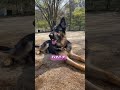 【シェパード1才5ヶ月】 犬のいる暮らし ジャーマンシェパード シェパード shorts