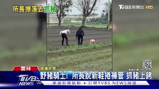 野豬騎士!  所長脫新鞋捲褲管 抓豬上銬｜TVBS新聞