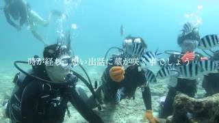 沖縄　瀬底島体験ダイビング　\