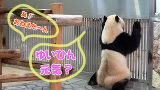 【ママと楓ちゃん来た～】アドベンチャーワールド結浜🐼良浜＆楓浜おはなし団らん