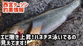 サヨリを釣るのは今のうち！寒くなるとテクニカルな釣りに(ﾟдﾟ)！　エビ撒きハネ急上昇中('◇')ゞフィッシングマックス芦屋店