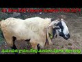 sigamara breeding ram 9652816126 8688595356 సిగమర విత్తనపు పొట్టేలు for available