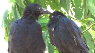 澳洲野生烏鴉 Australian wild crow