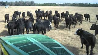 brinson chandler carrot cattle feed