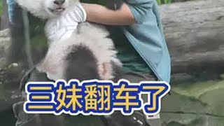 11.5奇三妹翻车啦，墩墩奶爸快来啊 大熊猫奇三妹  来这吸熊猫  萌到爆炸了💥  一方水土养一方熊猫  不止我一个想rua大熊猫