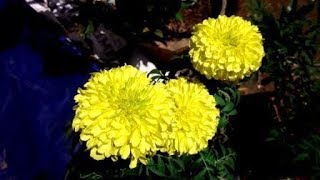 சாமந்திப்பூ தொடர்ச்சியாக உங்க தோட்டத்தில் இருக்க tips, tips to Bloom Marigold in your garden always