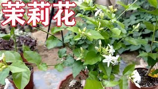 【養養養花花花】養茉莉花不知道這幾點，你就很難養好茉莉花，小齊教你幾招