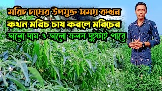 আগাম মরিচ চাষের উপযুক্ত সময় কখন। মরিচ চাষের সঠিক সময়।