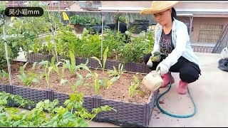 楼顶种菜：今天种植苦麦菜和秋葵，分享种植全过程