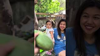 Manungkit muna kame ni mama ng Papaya sa garden ng aming kapitbahay | Pang somtam ni misis 🇹🇭