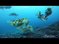 【4k】コブシメ産卵 spawning of giant cuttlefish