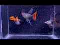 Đợt cá bảy màu mới nhiều dòng cá rẺ ĐẸp tuyỂn giỐng tỐt guppies guppy pets betta