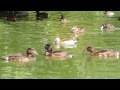 baer s pochard aythya baeri extinct bird in the wild