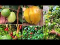 🍒🍐🥑🥝💐 3 ഏക്കറിലെ ഗംഭീര നഴ്സറി കാണാം ! #EXOTICFRUITSPLANTS #INDOORPLANTS #GARDENPLANTS