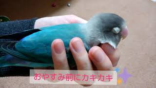 このまま眠くなっちゃう☆【ボタンインコ】ぼーちゃん【コガネメキシコインコ】みどちゃん