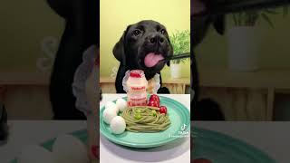 perrito comiendo