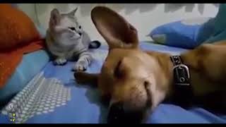 Cat Smacks Dog Out Of Sleep For Farting in His Presence!